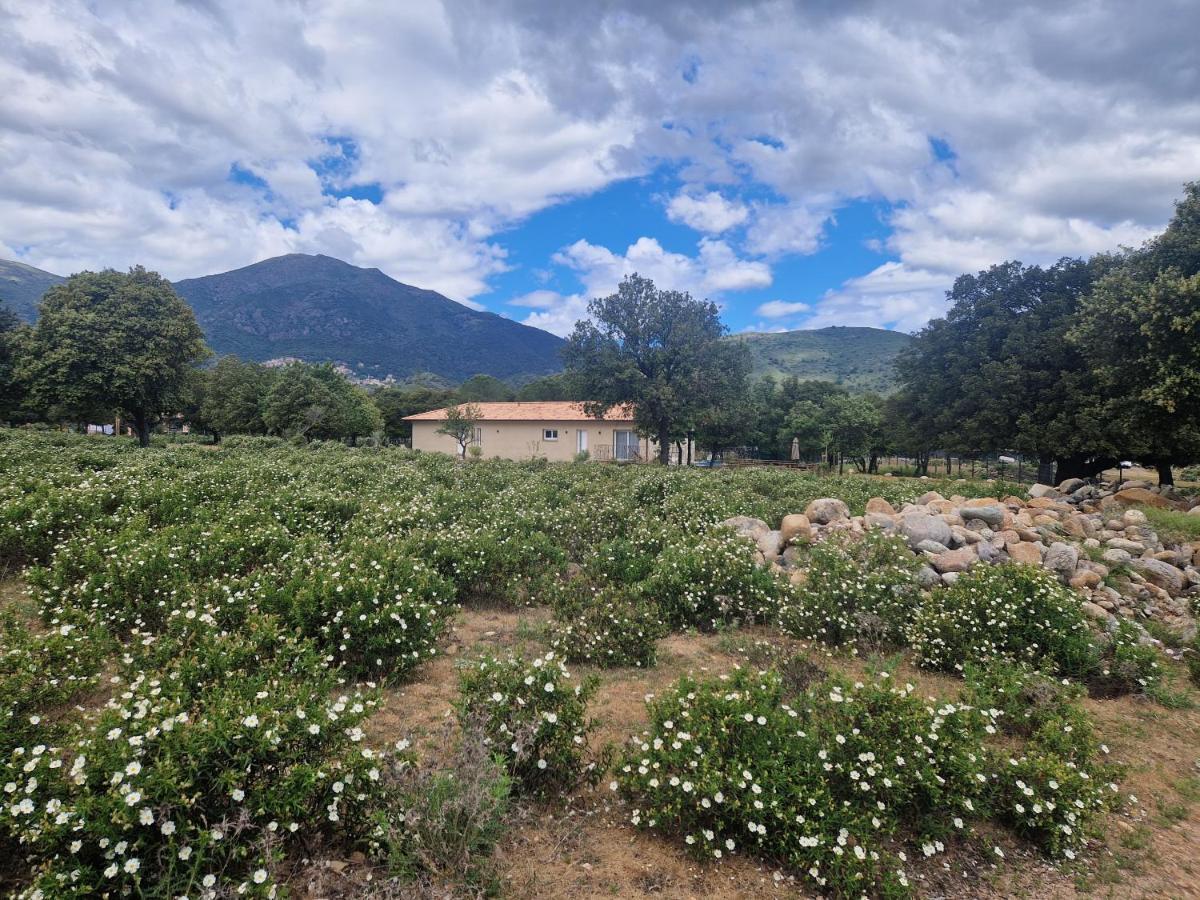 Villa Domaine U Filanciu - Casa Ghjulia - Centru Di Corsica Moltifao Exterior foto